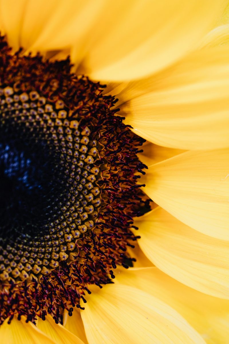 Symbolbild Sonnenblume portrait