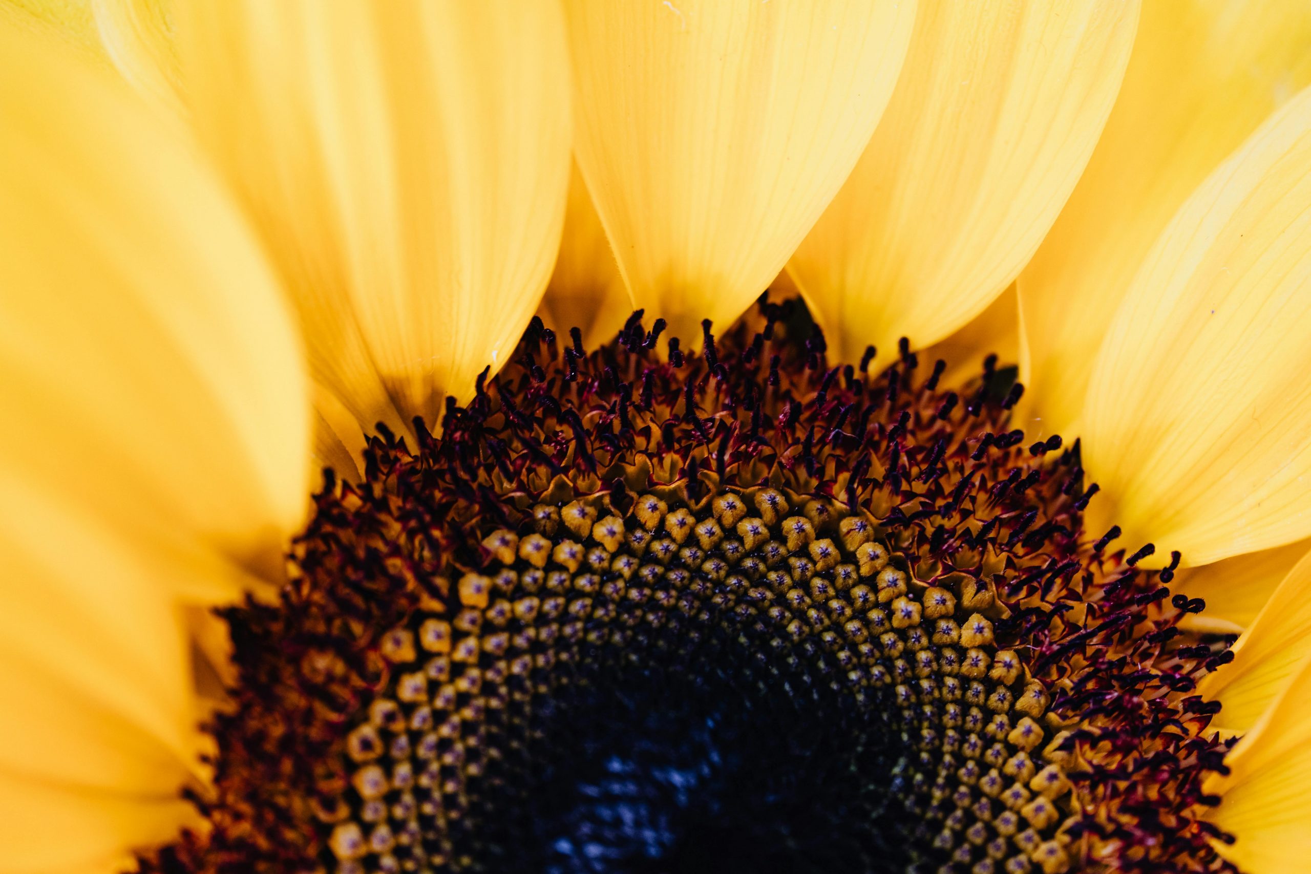 Symbolbild Sonnenblume quer